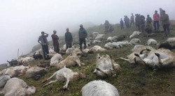 How a lightning strike kills scores of cattle in one go